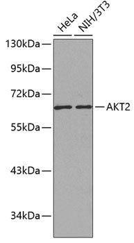 AKT2 Antibody