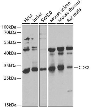 CDK2 Antibody