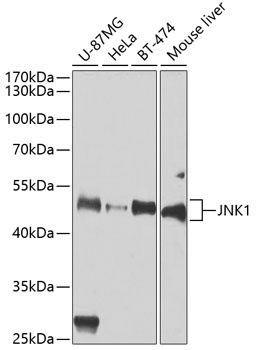 MAPK8 Antibody