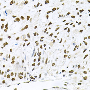 MAPK8 Antibody