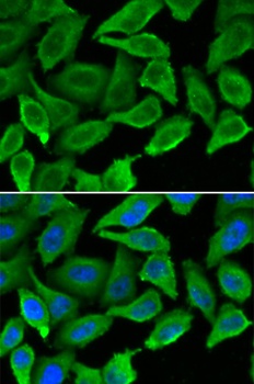 IFNA1 Antibody