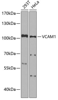 VCAM1 Antibody