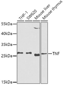 TNF-α Antibody