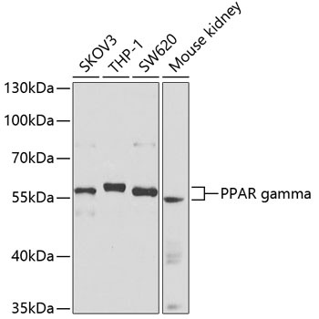 PPARG Antibody