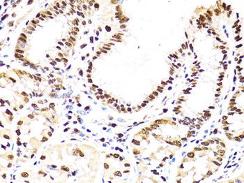 PCNA Antibody