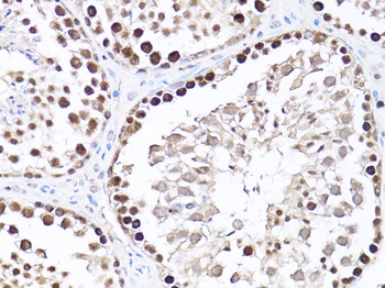 PCNA Antibody