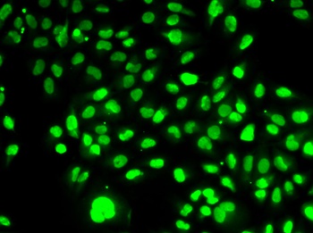 PBEF / NAMPT Antibody