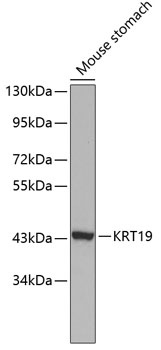 KRT19 Antibody