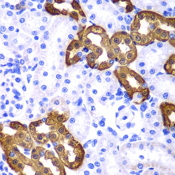 KRT19 Antibody