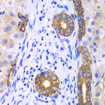 KRT19 Antibody