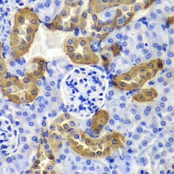 KRT19 Antibody