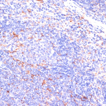 IKBKE Antibody