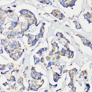 HSPA5 Antibody