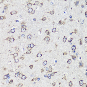 HSPA5 Antibody