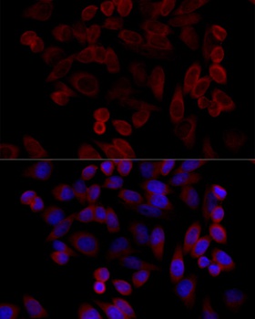 HSPA5 Antibody