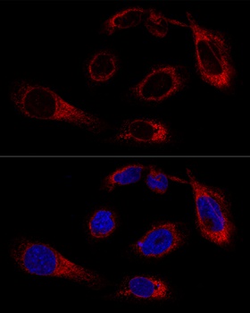 HSPA5 Antibody