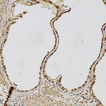 FGF2 Antibody