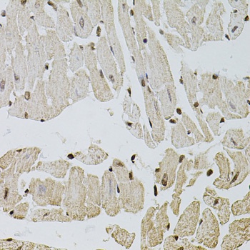 FGF2 Antibody