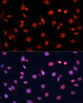 FGF2 Antibody