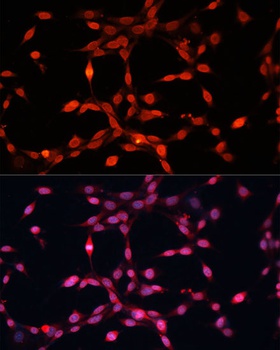 FGF2 Antibody