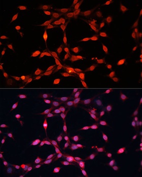 FGF2 Antibody