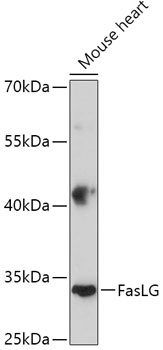 FasLG Antibody