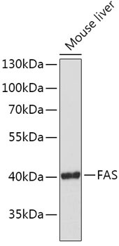 FAS Antibody