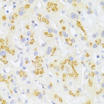 FAS Antibody