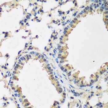 BMP2 Antibody
