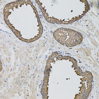 CASP12 Antibody