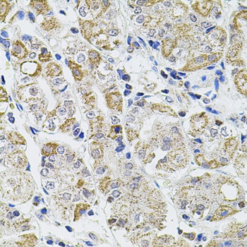 CASP12 Antibody