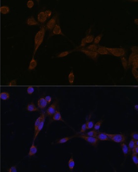 CASP12 Antibody