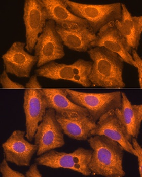 CASP12 Antibody