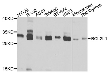 BCL2L1 Antibody