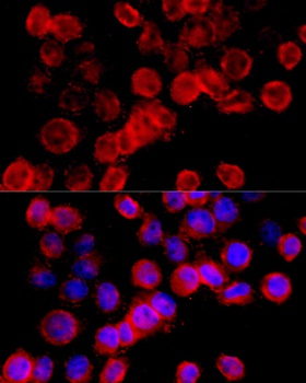 BCL2L1 Antibody