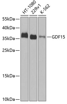 GDF15 Antibody