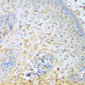 MYH9 Antibody