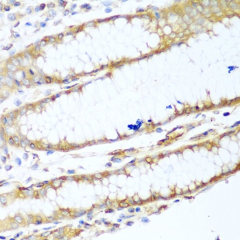 MYH9 Antibody