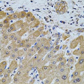 FoxO3a Antibody