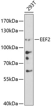EEF2 Antibody