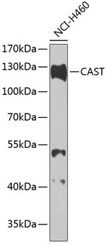 CAST Antibody