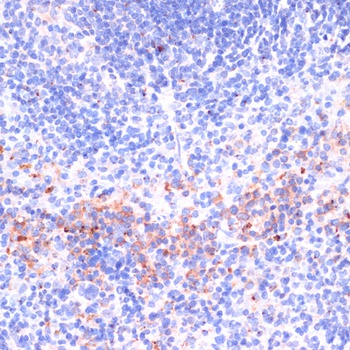 Perforin Antibody
