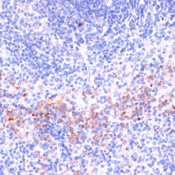 PRF1 Antibody