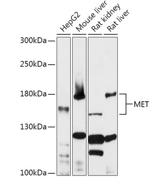 MET Antibody