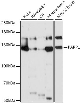 PARP1 Antibody