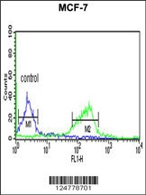 CI091 Antibody