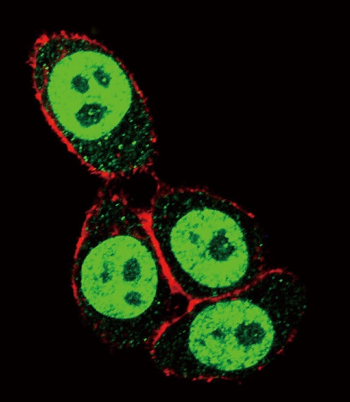 SMAD3-S208 Antibody