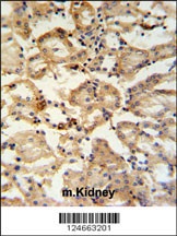 RHBG Antibody