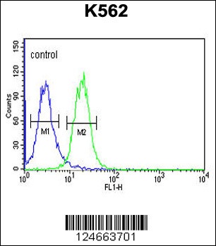 RHBG Antibody