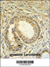 SPDYA Antibody